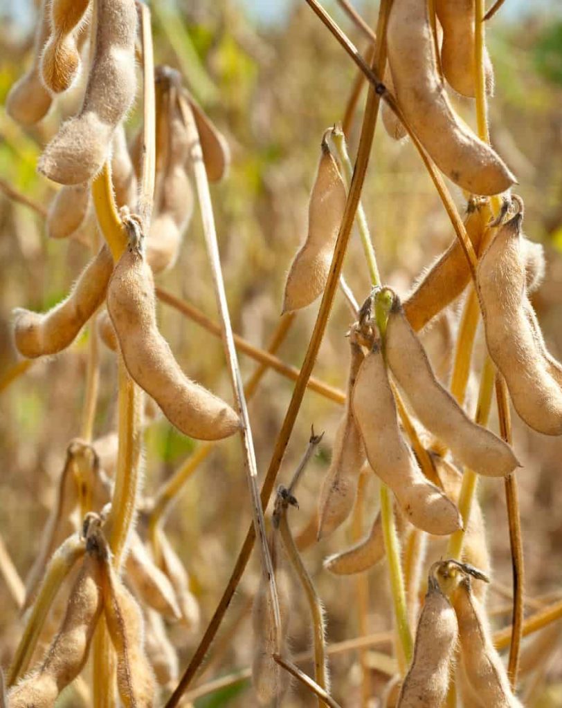 Understanding Soybean Yields and the Components Driving Them
