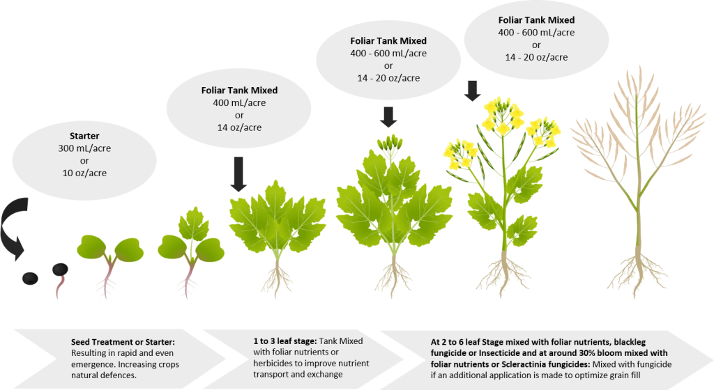 Photo of application timing and rates for canola.