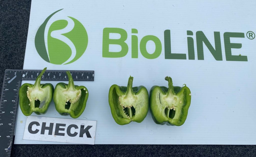 Pepper size improvement when treated with BioLiNE Gold.