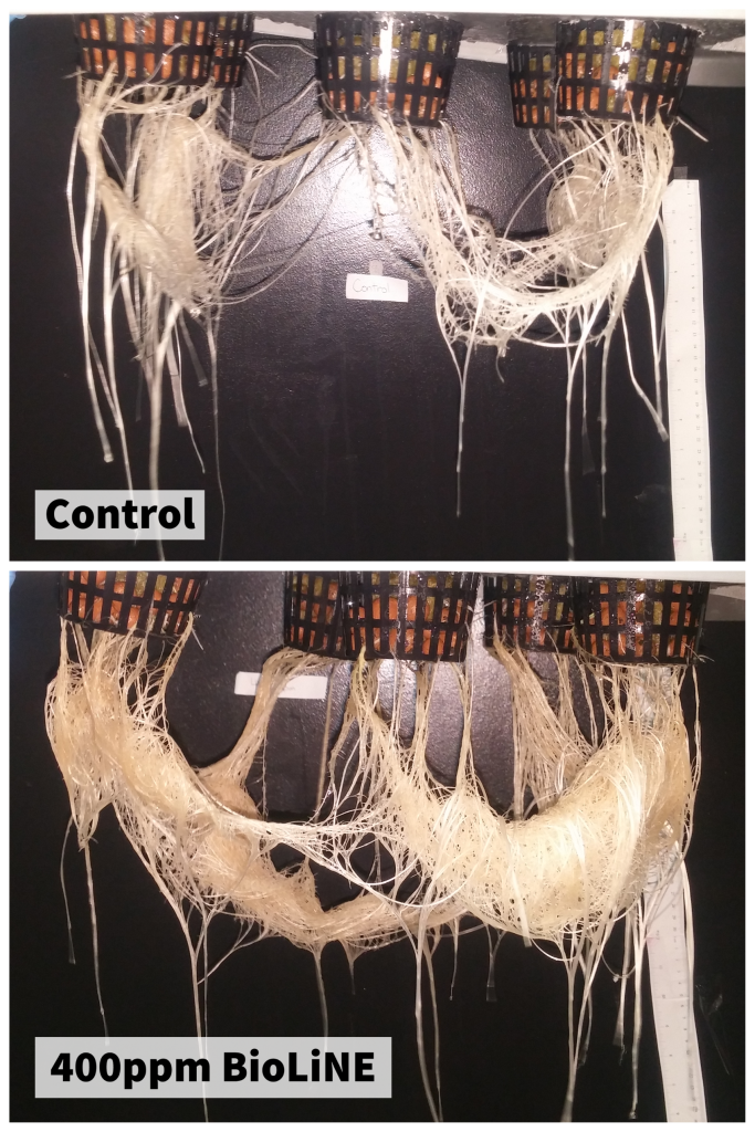 Root size and branching improvement when treated with BioLiNE Gold.