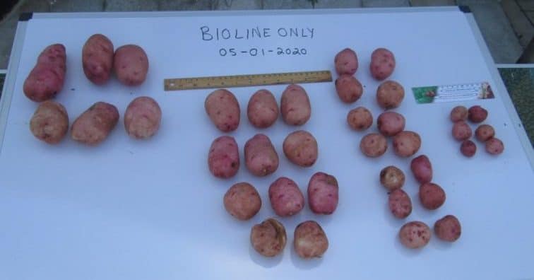 Potatoes treated with BioLiNE Gold and no nutrient.