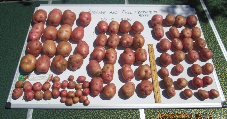 Potatoes treated with BioLiNE Gold and full nutrient.